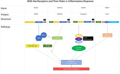 Implications of combined NOD2 and other gene mutations in autoinflammatory diseases